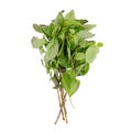 Fresh parsley bunch isolated on white background Royalty Free Stock Photo