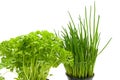 Fresh parsley and chives