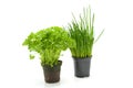 Fresh parsley and chives in pot