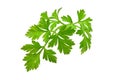 Fresh parsley, close-up, isolated on white background Royalty Free Stock Photo
