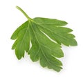 Fresh parsley close-up isolated on a white background. Royalty Free Stock Photo