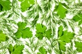 Fresh Parsley and Dill / close-up background Royalty Free Stock Photo