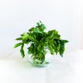 Fresh Parsley in a Glass on white Background. Healthy Herbs. Cook ingredients. Nature Pattern