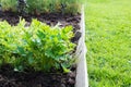 Fresh parsley, greens, garden beds. Summer gardening hobby.
