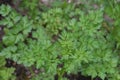 Fresh Parsley Growing in Herb Garden Royalty Free Stock Photo