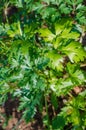 Fresh parsley growing