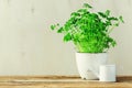 Fresh parsley herb growing in pot on wooden background. Organic herbs with sunny leaks. Copy space. Banner Royalty Free Stock Photo