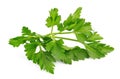Fresh parsley herb Royalty Free Stock Photo