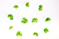 Fresh Parsley Herb Isolated on White Royalty Free Stock Photo