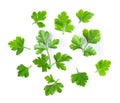 Fresh parsley herb isolated on white background Royalty Free Stock Photo
