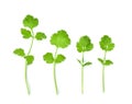 Fresh parsley herb isolated on white background.top view Royalty Free Stock Photo