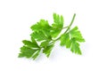 Fresh parsley herb isolated on white Royalty Free Stock Photo