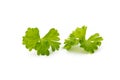 Fresh parsley herb leaves isolated on white background. Royalty Free Stock Photo