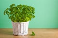 Fresh parsley herb in white pot Royalty Free Stock Photo