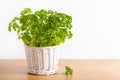 Fresh parsley herb in white pot Royalty Free Stock Photo