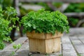 Fresh parsley herb in wooden pot Royalty Free Stock Photo