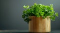 Fresh parsley herb in wooden pot Royalty Free Stock Photo