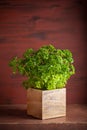 Fresh parsley herb in wooden pot Royalty Free Stock Photo