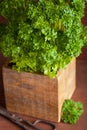 Fresh parsley herb in wooden pot Royalty Free Stock Photo