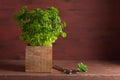 Fresh parsley herb in wooden pot Royalty Free Stock Photo