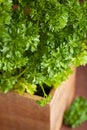 Fresh parsley herb in wooden pot Royalty Free Stock Photo