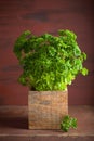 Fresh parsley herb in wooden pot Royalty Free Stock Photo