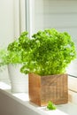 Fresh parsley herb in wooden pot on window Royalty Free Stock Photo