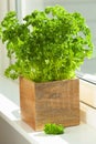 Fresh parsley herb in wooden pot on window Royalty Free Stock Photo