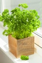 Fresh parsley herb in wooden pot on window Royalty Free Stock Photo
