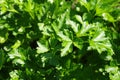 Fresh parsley herbs growing outside