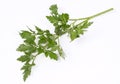 Fresh parsley leaf Royalty Free Stock Photo