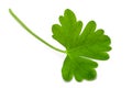 Fresh parsley leaf Royalty Free Stock Photo
