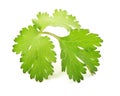 Fresh parsley leaf Royalty Free Stock Photo