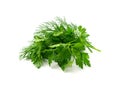 Fresh Parsley leaf Isolated, Cilantro Leaves, Raw Garden Parsley Twig, Chervil Sprig, Corriender Leaves Royalty Free Stock Photo