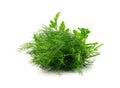 Fresh Parsley leaf Isolated, Cilantro Leaves, Raw Garden Parsley Twig, Chervil Sprig, Corriender Leaves Royalty Free Stock Photo