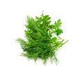 Fresh Parsley leaf Isolated, Cilantro Leaves, Raw Garden Parsley Twig, Chervil Sprig, Corriender Leaves Royalty Free Stock Photo