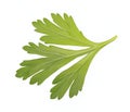 Fresh parsley leaf isolated on white background Royalty Free Stock Photo