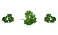 fresh parsley leaves close up isolated on white background Royalty Free Stock Photo