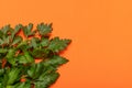 Fresh parsley leaves in lower left on orange background with clear negative space to the right Royalty Free Stock Photo