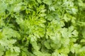 Fresh parsley leaves, green parsley, growing plant in the garden, outdoors, natural herbs, food background