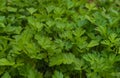 Fresh parsley leaves growing in the garden. Flat-leaved Parsley Petroselinum crispum Royalty Free Stock Photo