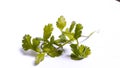 Fresh parsley leaves, Herbs vegetables images