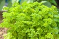 fresh parsley in our own herb garden Royalty Free Stock Photo