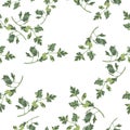 Fresh parsley pattern. Watercolor sketch.