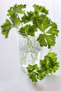 Fresh Parsley / Petroselinum crispum Royalty Free Stock Photo