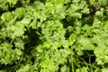 Fresh Parsley in Herb Garden Royalty Free Stock Photo