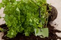 Fresh parsley plant Royalty Free Stock Photo