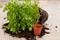Fresh parsley plant Royalty Free Stock Photo