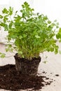 Fresh parsley plant Royalty Free Stock Photo