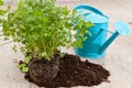 Fresh parsley plant Royalty Free Stock Photo